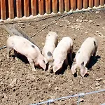 Woodcock Farm *