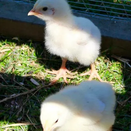 Apartment Woodcock Farm