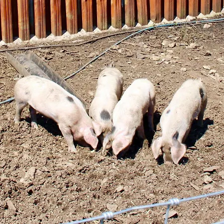 Woodcock Farm *