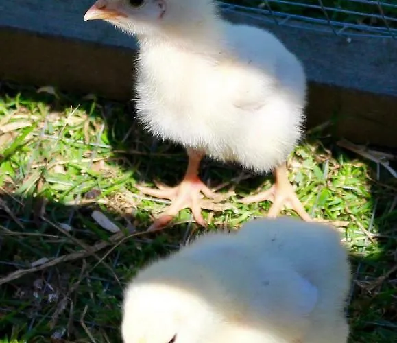 公寓 Woodcock Farm